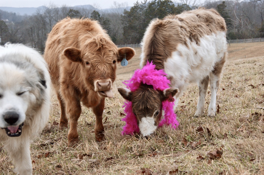 Mini Highland Cow